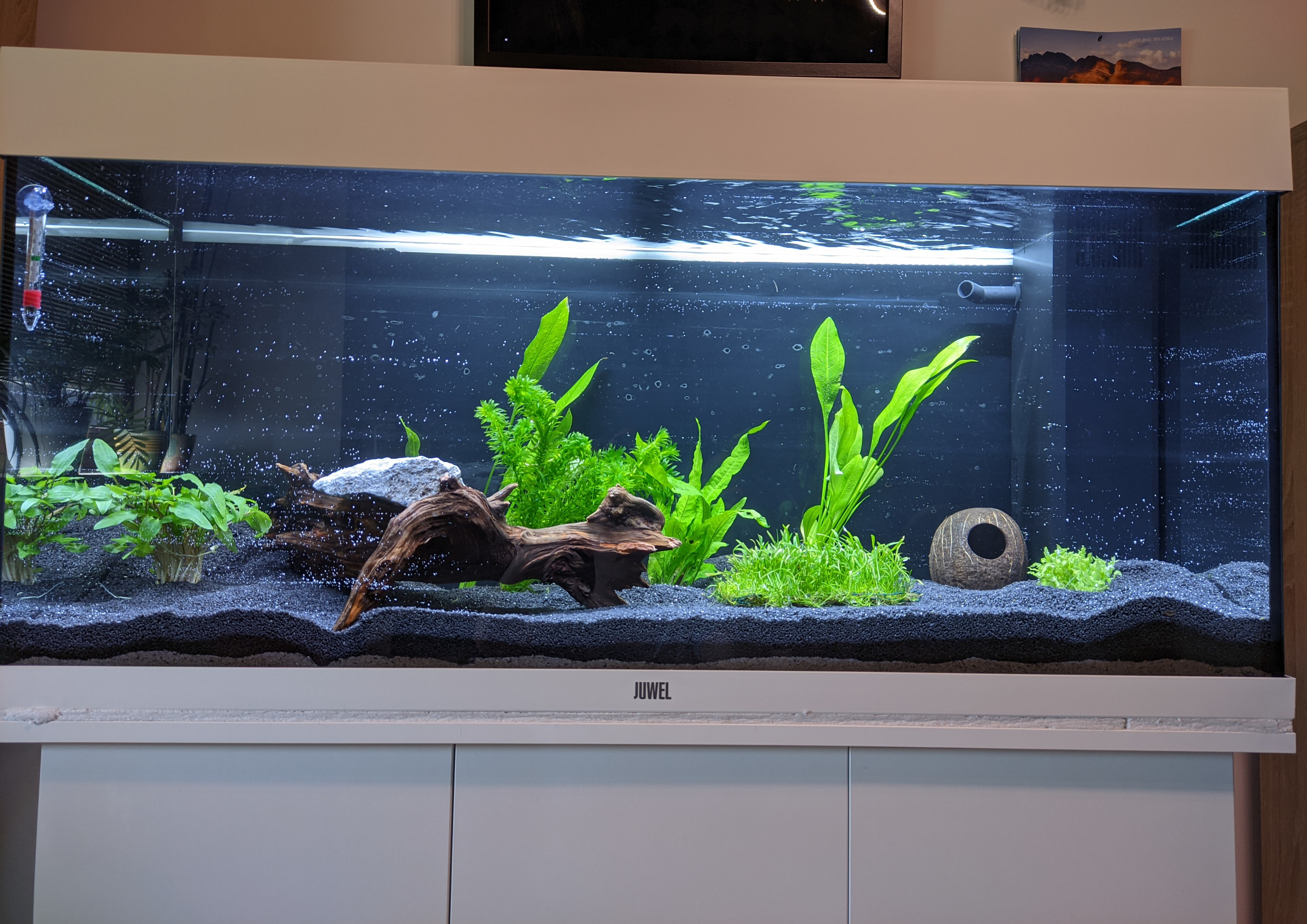 Aquarium filled with plants and water