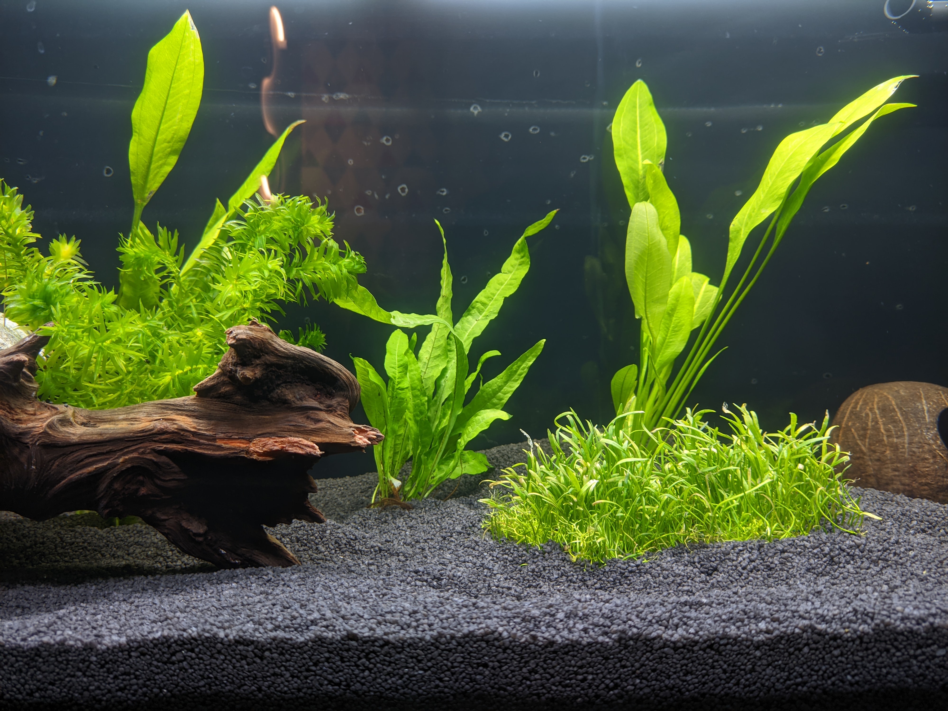 Some moss is growing out of the grass